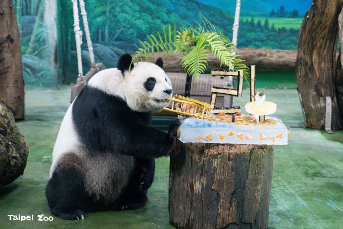 圓圓邁向銀齡生活！大貓熊年度健檢順利完成，園方啟動高齡照護升級計畫